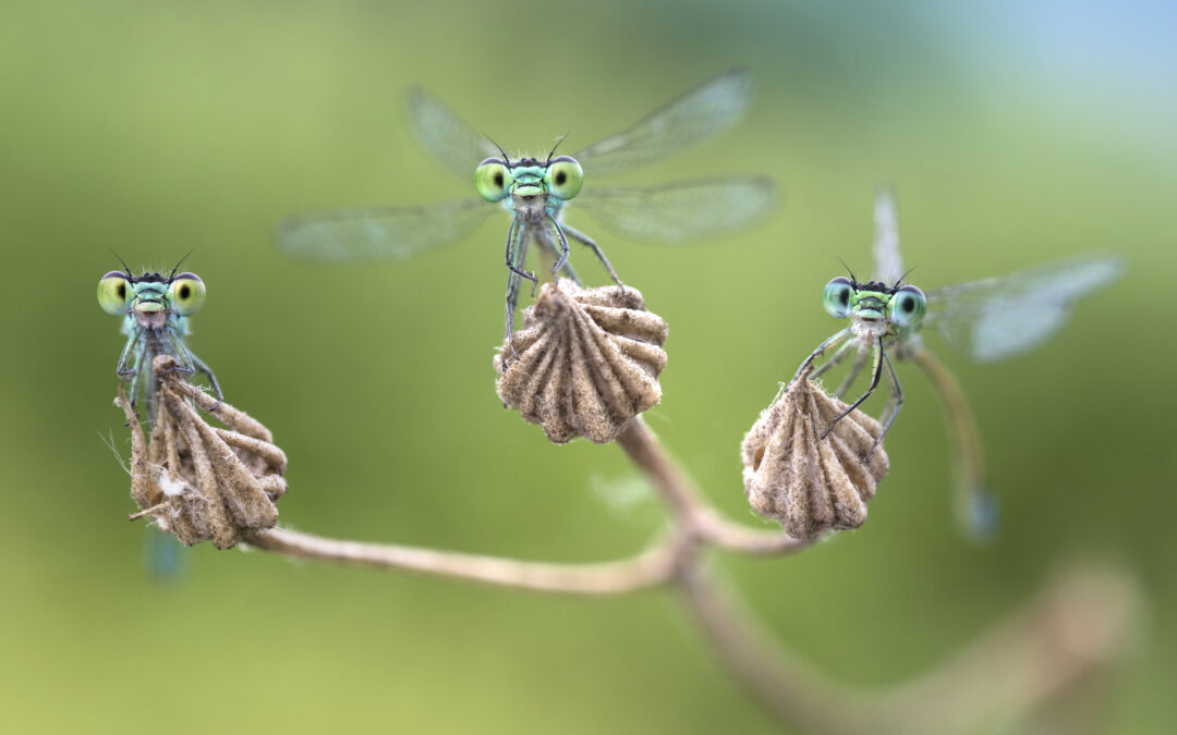 Vernissage Facettenreiche Insekten – Vielfalt I Gefährdung I Schutz